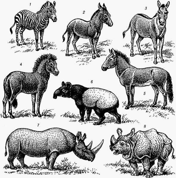 Непарнокопытные: 1 - горная зебра; 2 - дикий осёл; 3 - кулап; 4 тарпан; 5 - лошадь Пржевальского; 6 - чепрачный тапир; 7 - чёрный носорог; 8 - индийский носорог