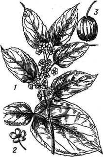 Актинидия острозубчатая: / - ветвь с цветками; 2 - цветок; 3 - плод