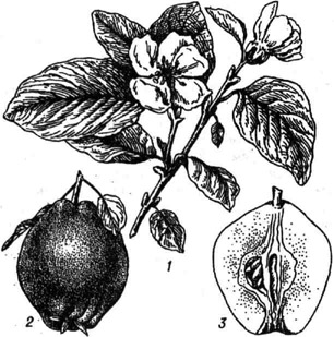 Айва обыкновенная: 1 - ветвь с цветками; 2-3 - плод и его разрез