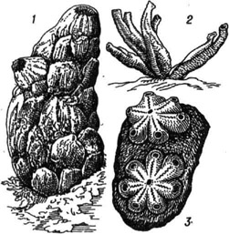 Асцидии (1 и 2 - одиночные, 3 - колониальная): 1 -Phallusia mammillata; 2 - Ciona intestinalis (группа из 4 особей); 3 - две колонии Botryllus violaceus (на камне)