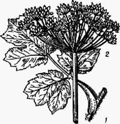 Борщевик Сосновского: 1 - лист; 2 соцветие (зонтик)