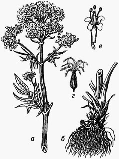 Валериана лекарственная: а - верхняя часть цветущего растения; 6 - корневище с корнями; в - цветок; г - плод с хохолком