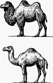 Верблюды: вверху - двугорбый (бактриан); внизу - одногорбый (дромедар)