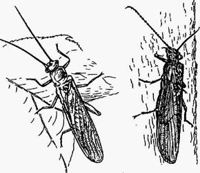 Веснянки: Nemura avicularis(слева) и Leuctra sp. (справа)