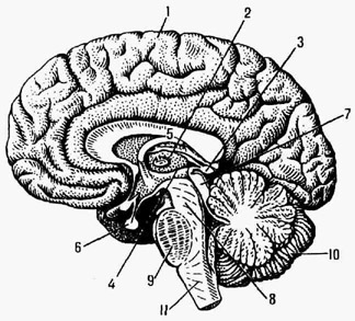 Головной мозг человека: / - большое полушарие; 2-4 - промежуточный мозг: 2 - зрительный бугор (таламус), 3 - надбугорная область (эпиталамус), 4 подбугорная область (гипоталамус); 5 - мозолистое тело; 6 - гипофиз; 7-8 -средний мозг: 7 - четверохолмие, 8 - ножки мозга; 9-10 задний мозг: 9 - варолиев мост, 10 - мозжечок; / / - продолговатый мозг
