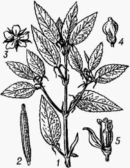 Джут длинноплодный: / -верхушка стебля; 2 - плод; 3 - цветок; 4 - завязь; 5 - цветок с удалёнными лепестками