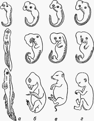 Последовательные стадии развития зародыша рыбы (а), курицы (б), свиньи (в), человека (г)