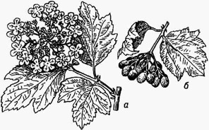Калина обыкновенная: а - ветка с цветками; б - ветка с плодами
