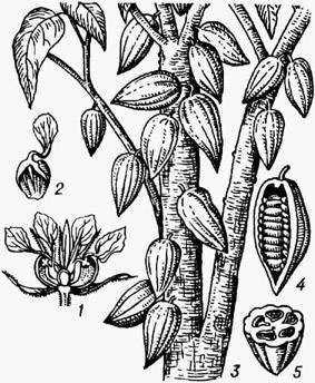 Какао: / - цветок (продольный разрез); 2 - лепесток; 3 - часть дерева с плодами; 4,5 плод (продольный и поперечный разрезы)