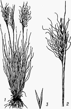 Ковыль волосатик: 1 - растение; 2 - метёлка; 3 - колосковые чешуи