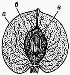 Костянка (однокосточ-ковая) в разрезе: а - наружный и средний сочные слои околоплодника; б - внутренний слой околоплодника из каменистых клеток; в - семя.