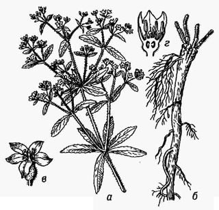 Марена красильная: а часть цветущего растения; 6 - корневище с корнями; в - цветок; г - продольный разрез цветка