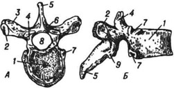 Грудной позвонок человека: А - сверху, Б -сбоку; 1 - тело позвонка; 2 - фасетка для бугорка ребра на поперечном отростке; 3 - поперечный отросток; 4 - верхний (передний) суставной отросток; 5 - верхний остистый отросток; 6 - дуга позвонка; 7 - фасетка для головки ребра; 8 - спинномозговой канал; 9 -задний (нижний) суставной отросток