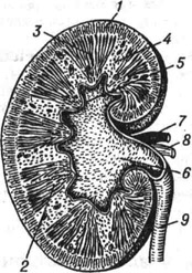 Почка человека (продольный разрез, полусхематично): 1 - корковое вещество; 2 - мозговое вещество; 3 - почечная пирамида; 4 - почечный столб; 5 - почечный сосочек; 6 - почечная лоханка; 7 - почечная артерия; 8 - почечная вена; 9 - мочеточник