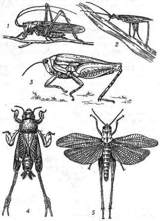 Прямокрылые: 1 - зелёный кузнечик; 2 -обыкновенный стеблевой сверчок, или обыкновенный трубачик; 3 - тонкоусый тетрикс; 4 - обыкновенный триперст; 5 - темнокрылая кобылка