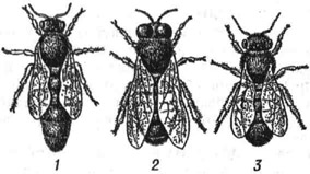 Особи пчелиной семьи: 1 - матка; 2 - трутень; 3 - рабочая пчела