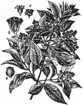 Сандаловое дерево: а - цветок; б - он же в разрезе; в - плод