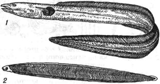 Морской угорь: 1 - взрослый; 2 - личинка-лептоцефал