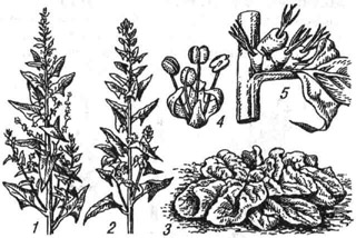 Шпинат огородный: 1 - верхняя часть цветущего мужского растения; 2 - верхняя часть цветущего женского растения; 3 - прикорневая розетка листьев; 4 - мужской цветок; 5 - женские цветки в пазухе листа