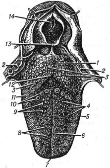 Язык человека (спинка): 1 - корень; 2 - нёбные миндалины; 3 - язычные миндалины; 4 - грибовидные сосочки; 5 - тело; 6 - срединная борозда; 7 - верхушка (кончик); 8 - нитевидные сосочки; 9 - конические сосочки; 10 - сосочки, окружённые валом; 11 - листовидные сосочки; 12 - слепое отверстие; 13 - надгортанник; 14 -гортанная (голосовая) щель