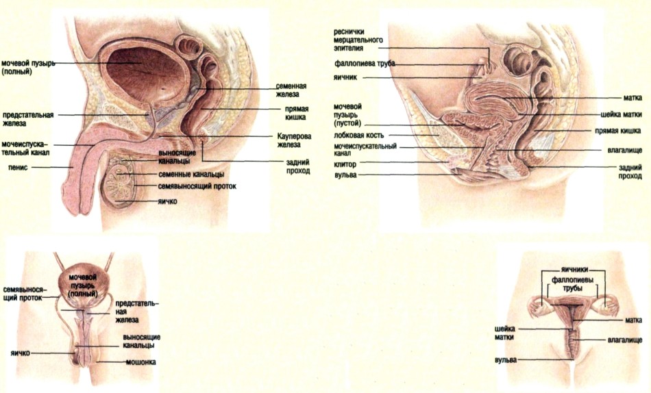    Phorum    