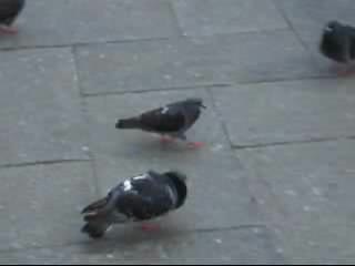 Pigeondance.ogg