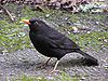 Blackbird (male).jpg