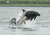 Bottlenose dolphin with young.JPG