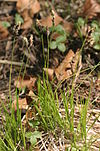Carex montana (Berg-Segge) IMG 7730.JPG