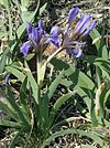 Iris glaucescens.jpg