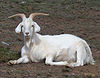 Male goat.jpg