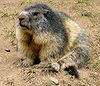 Marmot in France.jpg