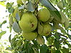Pears Geghard.jpg