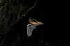 Pipistrellus flight1.jpg