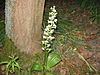 Plantanthera bifolia.jpg