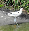 Recurvirostra avosetta - Zoo Frankfurt 1.jpg