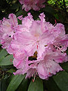 Rhododendron smirnowii1UME.jpg