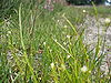 Rhynchospora alba - Drents-Friese Wold.jpg