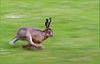 Running hare.jpg
