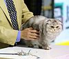 Scottish Fold Longhair - CFF cat show Heinola 2008-05-03 IMG 7868.JPG