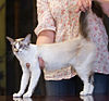 Seychellois longhair-nummela Cat Show.JPG