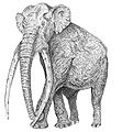 Mammuthus meridionalis reconstruction.jpg