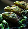 Caiman Lizards.jpg
