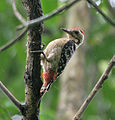 Fulvous-breasted Woodpecker (Dendrocopos macei) at Narendrapur near Kolkata I IMG 8459.jpg