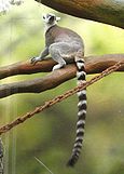 115px Lemur.catta 01 ZOO.Dvur.Kralove