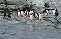 Antarctic, penguins (js) 14.jpg
