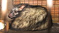 Asian Palm Civet in Cage.jpg