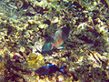 Buck Island Reef National Monument parrotfish.jpg
