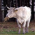 Cow eating straw new forest.jpg