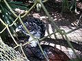 Crax rubra (female) -Belize Zoo-4a.jpg